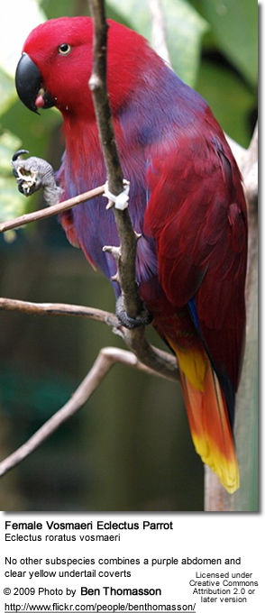 Female Vosmaeri Eclectus Parrot