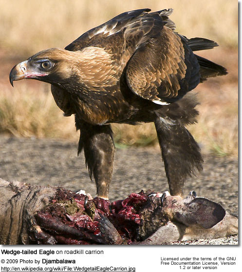 Wedge-tailed Eagles or | Beauty of Birds