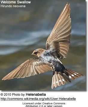 Welcome Swallow (Hirundo neoxena)