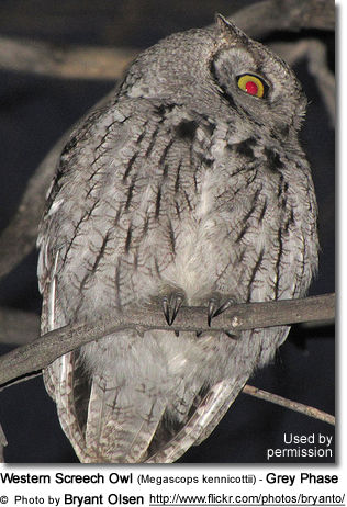 Western Screech Owl (Megascops kennicottii) - Grey Phase