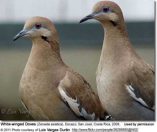 White Winged Doves Beauty Of Birds