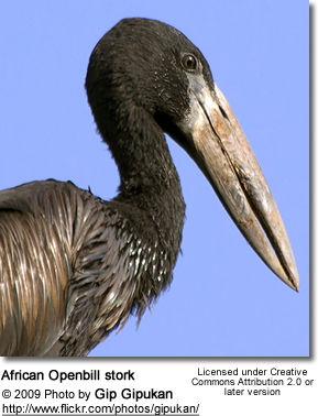 African Open-billed Stork