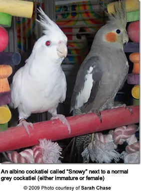 Albino Cockatiel with Normal Grey Cockatiel