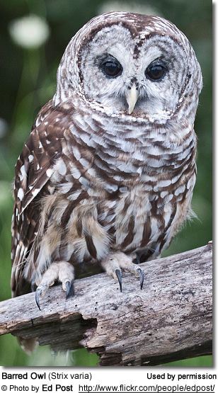 Barred Owl