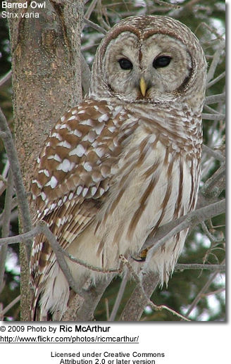 Barred Owl