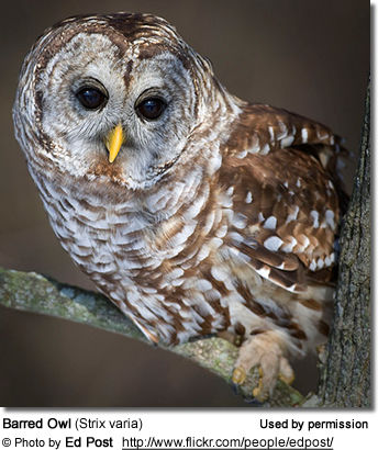 Barred Owl