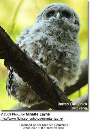 Barred Owl Chick
