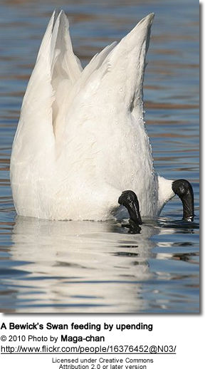 A Bewick’s Swan feeding by upending