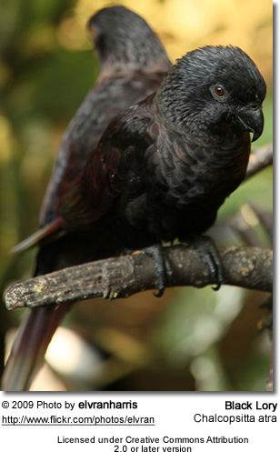 weduwnaar Blazen schoorsteen Black Lories | Beauty of Birds
