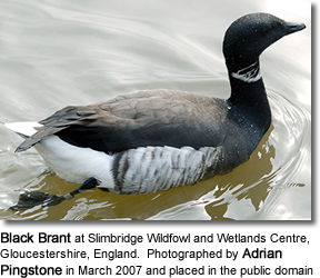 Black Brant Goose