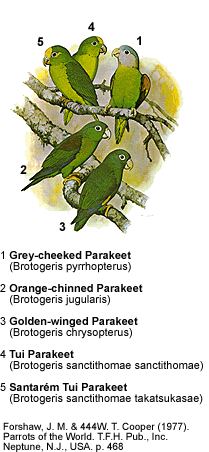 Brotogeris - Sub-species Comparisons