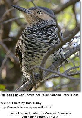 Chilean Flicker