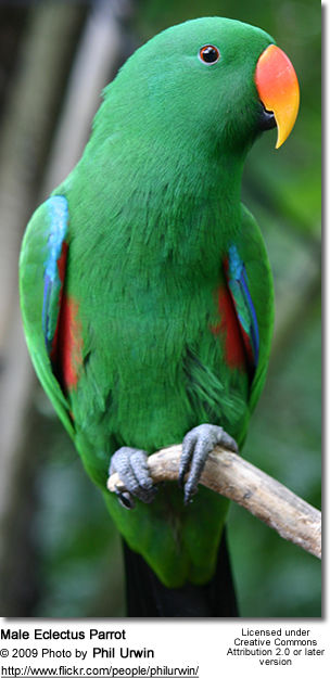 Male Eclectus