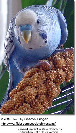 Parakeet with milletspray