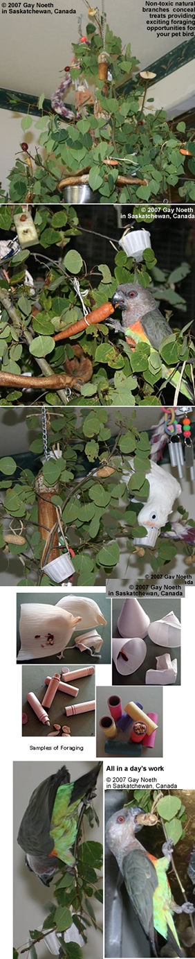 Foraging Branches