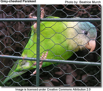 Grey-cheek parakeet