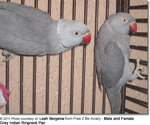 šedá Indická Ringneck Pair