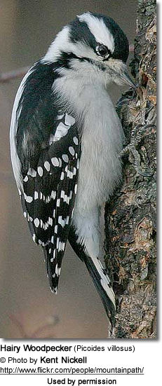 Hairy Woodpecker (Picoides villosus)