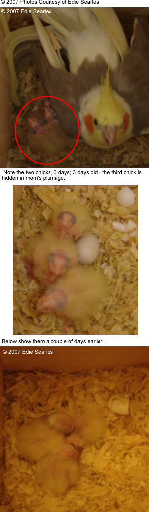 Hatching Chicks