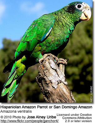 Hispaniolan Amazon