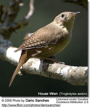 House Wrens