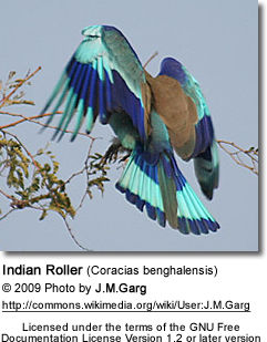 Indian Roller in flight