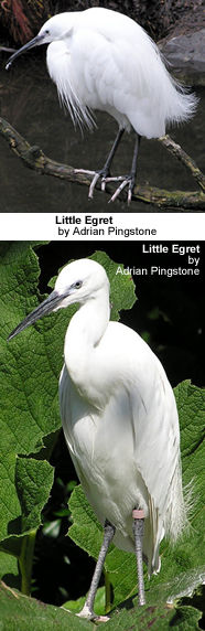 Little Heron