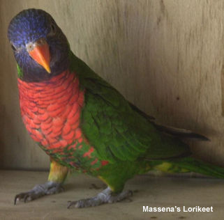 Coconut Lorikeet