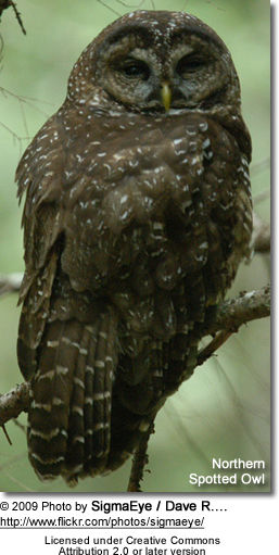 Northern Spotted Owl