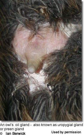 A bird’s oil gland - also known as uropygial gland or preen gland