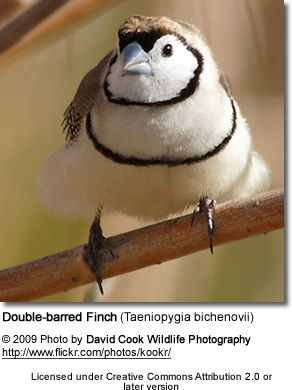 Owl Finch