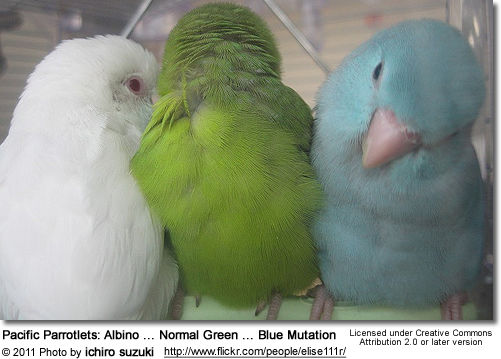 Pacific Parrotlets: 1 Albino, 1 Normal Green, 1 Blue Mutation