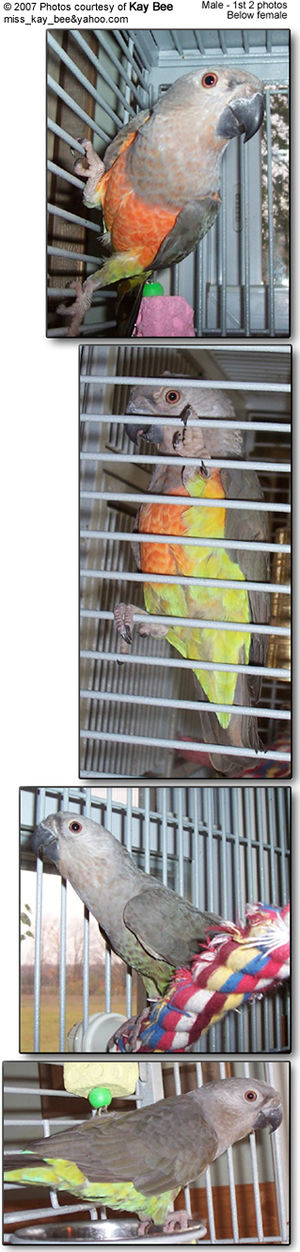 Red-bellied Parrots