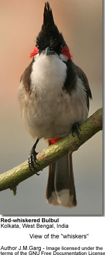 Red-whiskered Bulbul