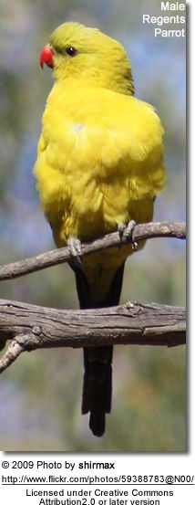 Regents Parrot
