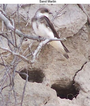 Sand Martin