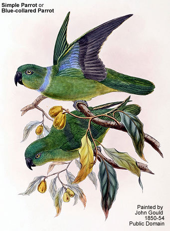 Simple or Blue-collared Parrot