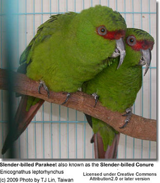 Slender-billed Conure