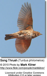 Song Thrush (Turdus philomelos) - in flight
