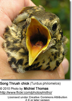 Song Thrush chick (Turdus philomelos)