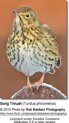 Song Thrush