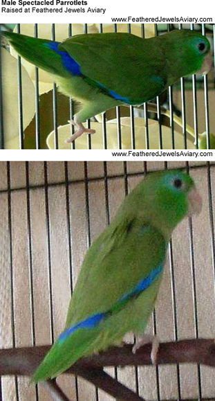 Spectacled Parrotlets