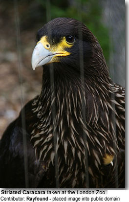 Striated Caracara