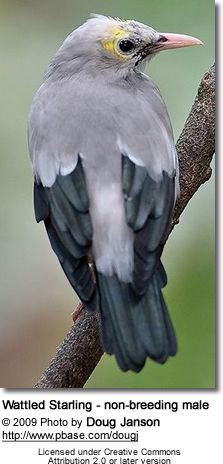 Wattled Starling - Non-breeding Male