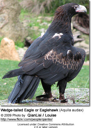 Wedge-tailed Eagles or | Beauty of Birds