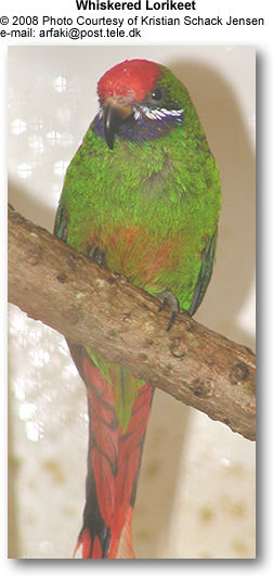 Whiskered Lorikeets aka Arfak Alpine Lorikeets