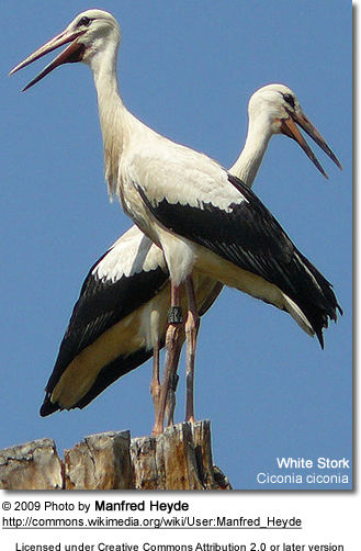 White Stork