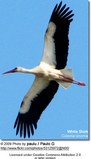 Flying White Stork