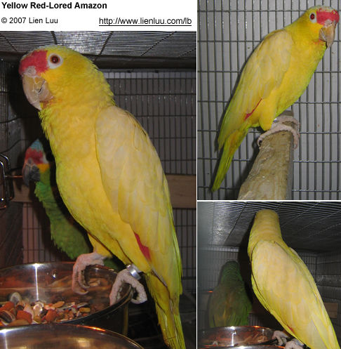 Beautiful yellow mutation of the Red-lored Amazon