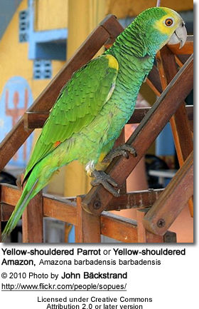 Yellow Shouldered Amazon